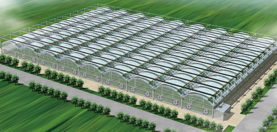 Multi-Span Film Greenhouse