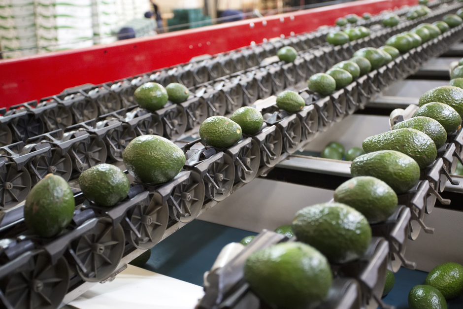 Sorting & Grading solutions for avocados