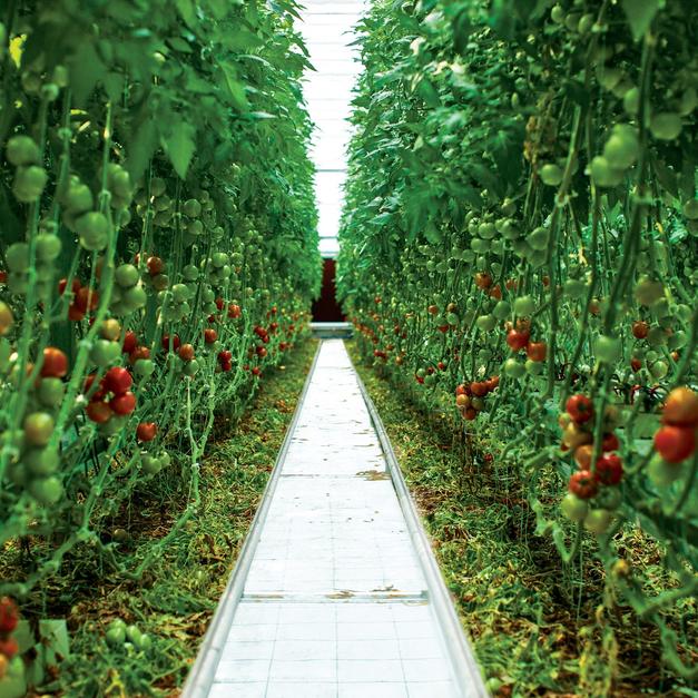 Flame Retardant Groundcover
