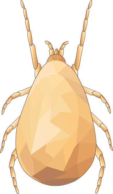 Neoseiulus cucumeris