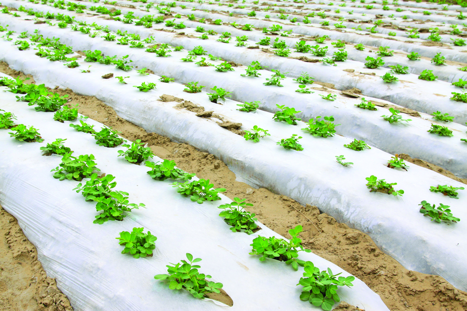 Greenhouse & Tunnel Cover Films