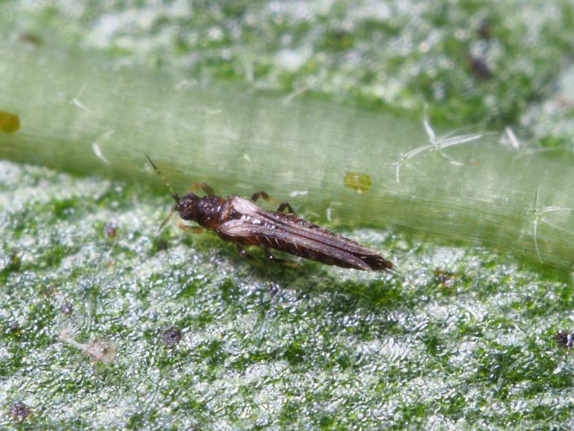 Total solution against exotic thrips: Monitoring, biocontrol and automated application.