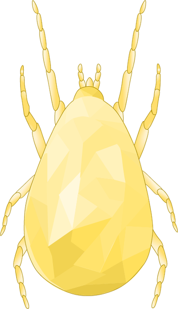 Amblyseius Montdorensis