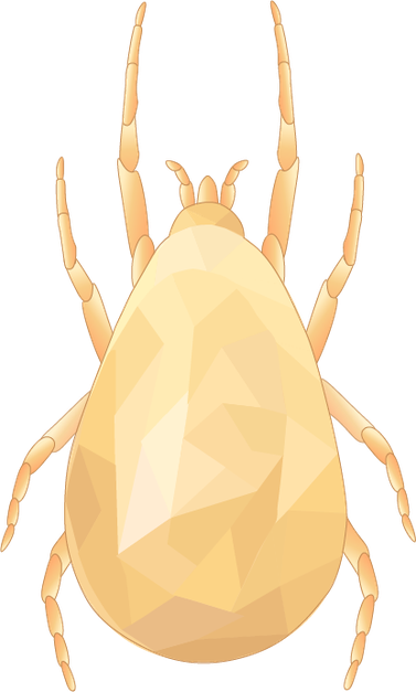 Amblyseius Swirskii