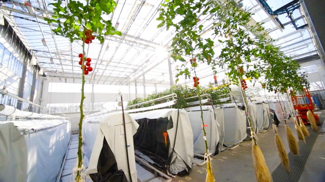 SAIA Automated Growing System