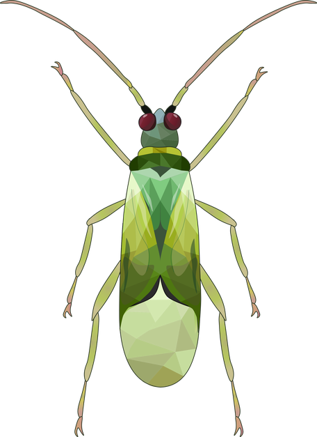 Macrolophus pygmaeus