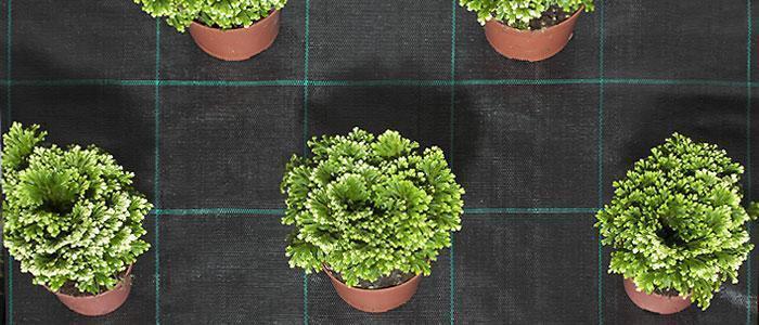 Groundcover