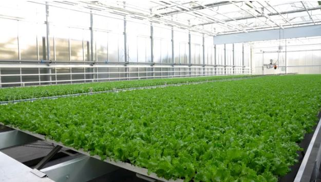 Solutions for hydroponics