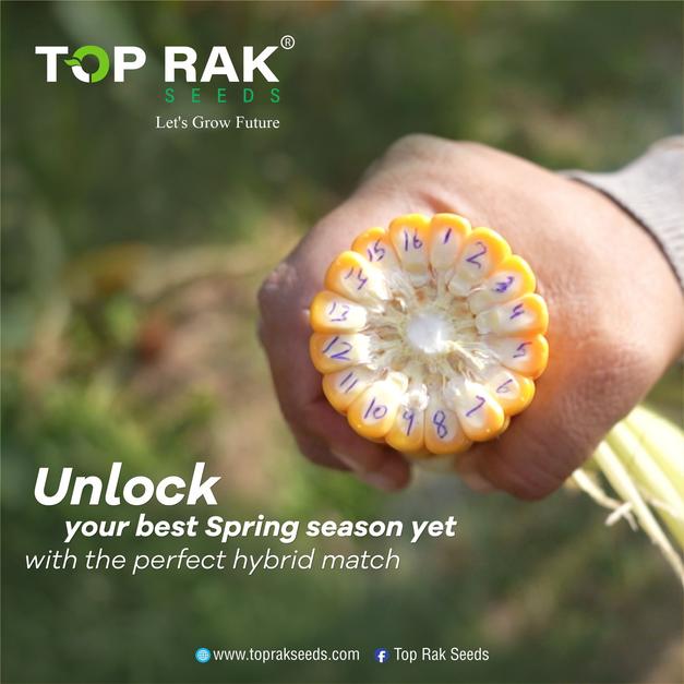 Usman Rice GreenTech | Top rak Seeds/Usman Rice Mills - Corn Seeds