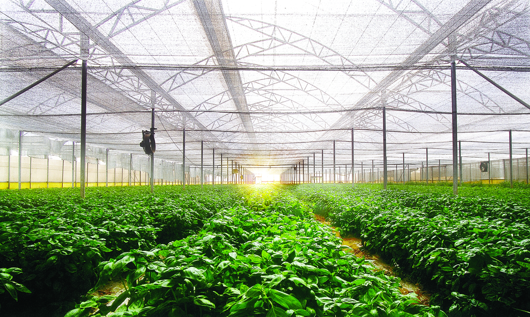 Agricultural Nets