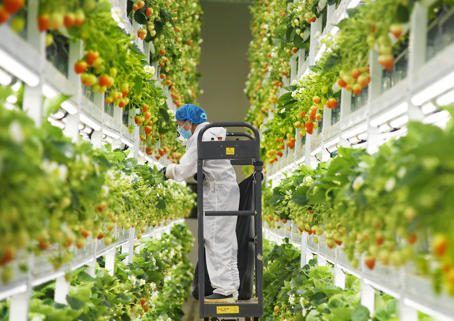 Vertical Farm