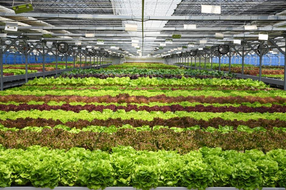 Turnkey Smart Farm Solution