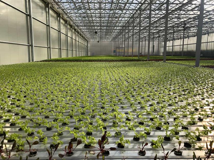 GreenV Leafy Greens System